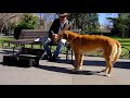 Il Cane spagnolo cantante