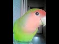 Пение попугая неразлучника