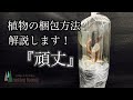 植物の梱包方法を解説！【熱帯植物】