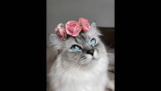 Cute Animals Of Reddit