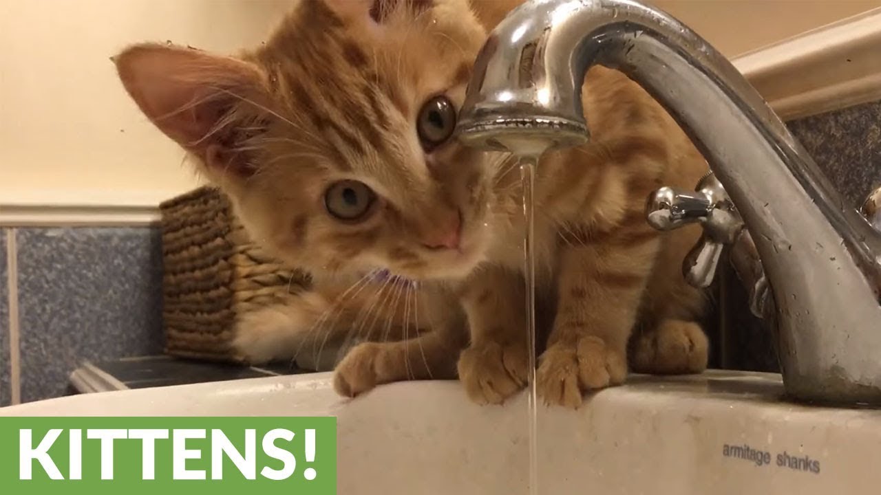 Kitten Can T Figure Out How To Drink Water From Faucet Youtube