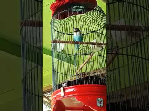 Akhirnya Di Kasih Burung Lb Sama Kk Ipar Youtube