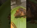 Arabian grilled#shorts#shortsfeed#shortsviral#tamilshorts#dailyshorts#shortstamil#ytshorts#ஷார்ட்ஸ்