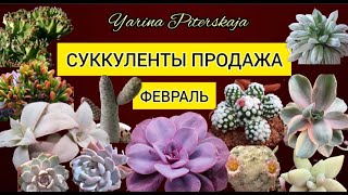 Суккуленты продажа . Февраль.