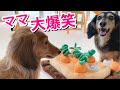 【ダックスフンド】ペットの知育玩具☆今、大人気のにんじん畑を愛犬と一緒に収穫(笑)予想以上の反応に大爆笑！！楽しく遊んでうまうまゲット！