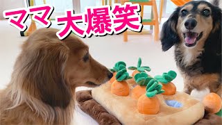 【ダックスフンド】ペットの知育玩具☆今、大人気のにんじん畑を愛犬と一緒に収穫(笑)予想以上の反応に大爆笑！！楽しく遊んでうまうまゲット！