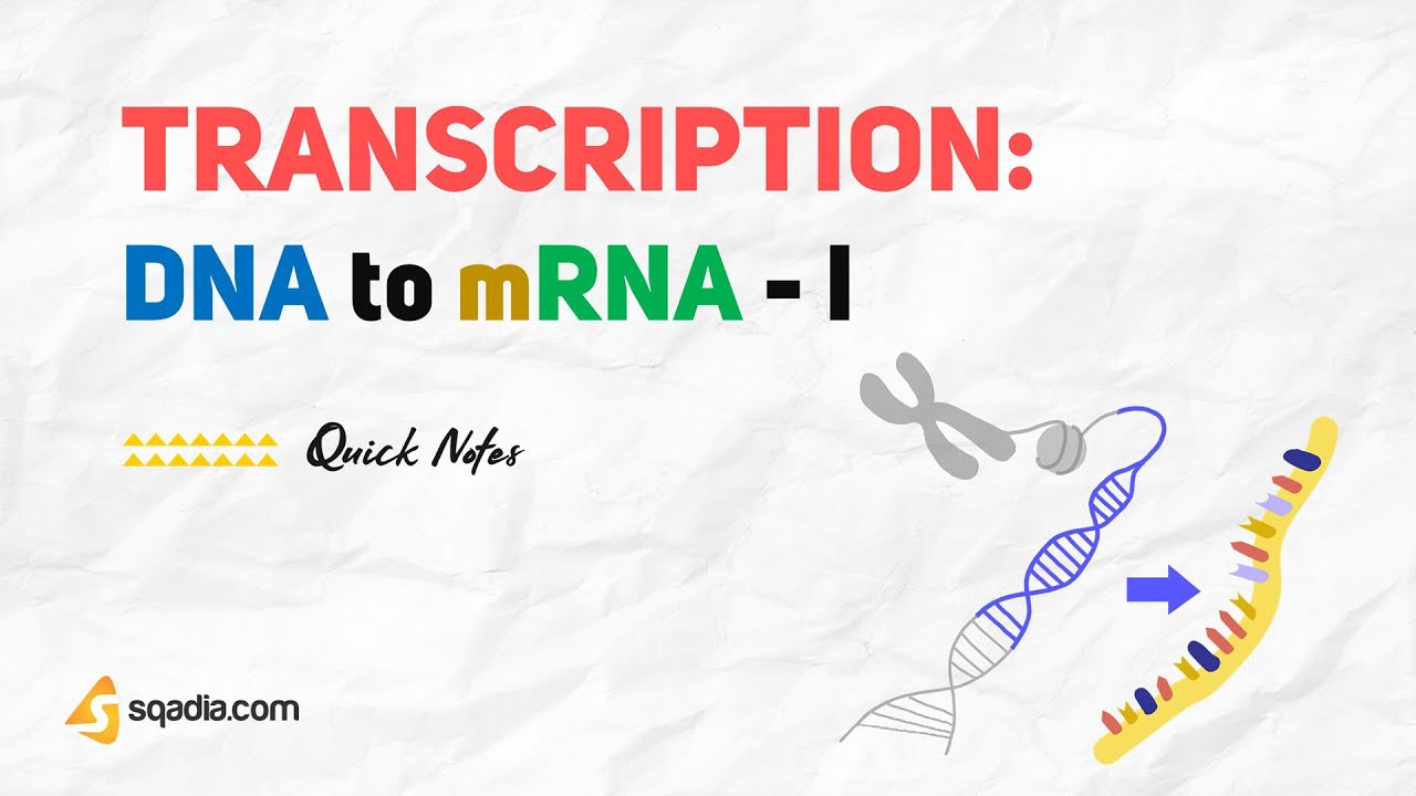 Transcription DNA to mRNA | Biochemistry - YouTube