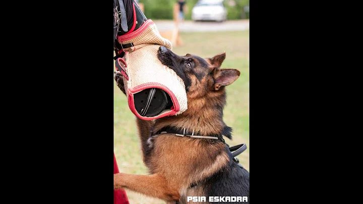 How to Train Protection Dogs: Dog Confidence Building & Training Tips | Southernwind Kennels Guide