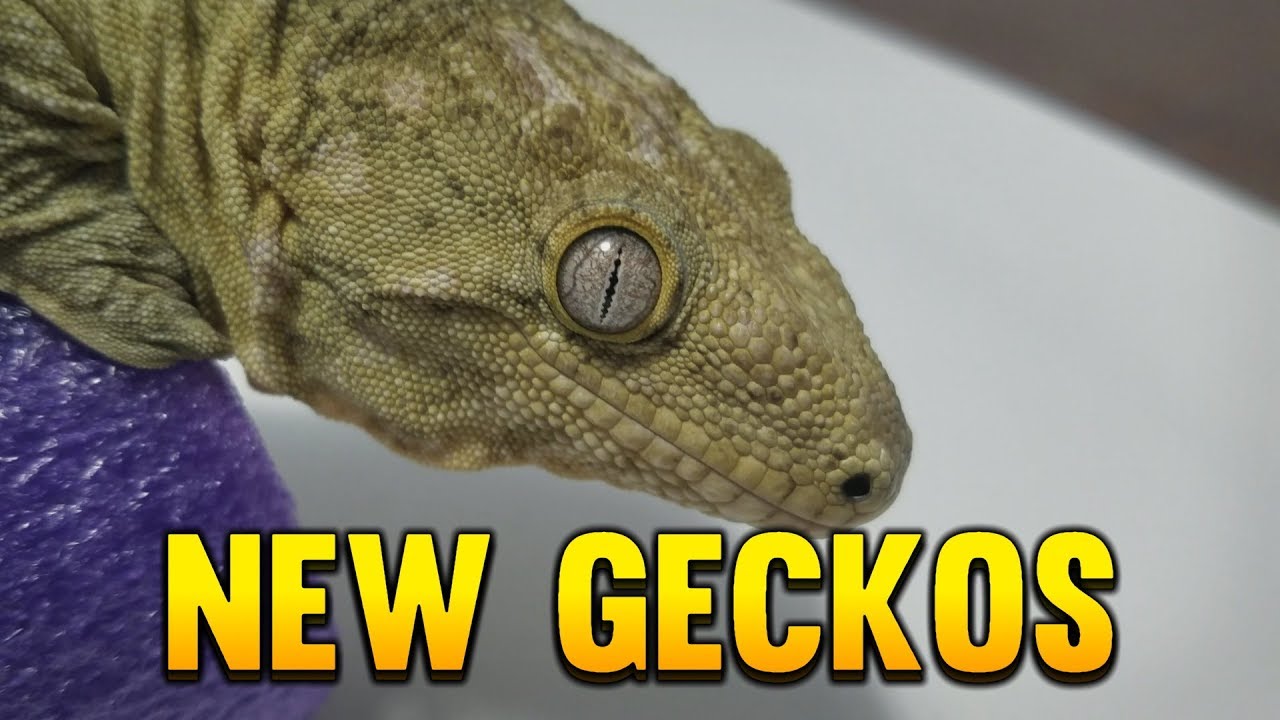 snake oil New Geckos, New Tanks and New Racks!