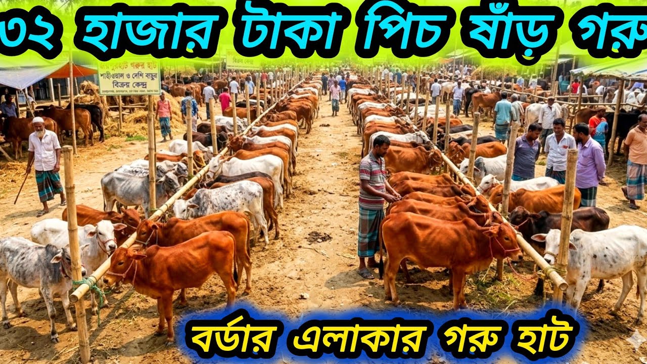 ০৭/০৩/২৬/ ডিরেক্ট বর্ডার এলাকা থেকে ৩২ হাজার টাকা পিছ ষাঁড় বাছুর গরু কিনুন / জয়পুরহাট গরুর হাট #cow