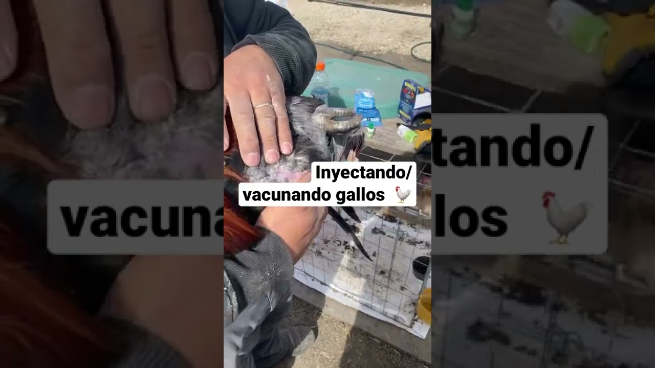 Inyectando los gallos forma correcta  