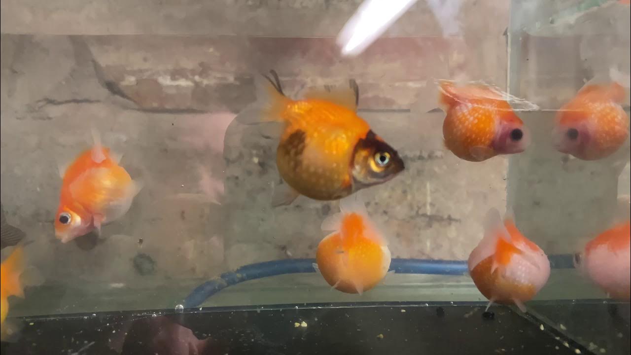 Baby Ping Pong Pearlscale Goldfish Shorts Goldfish YouTube