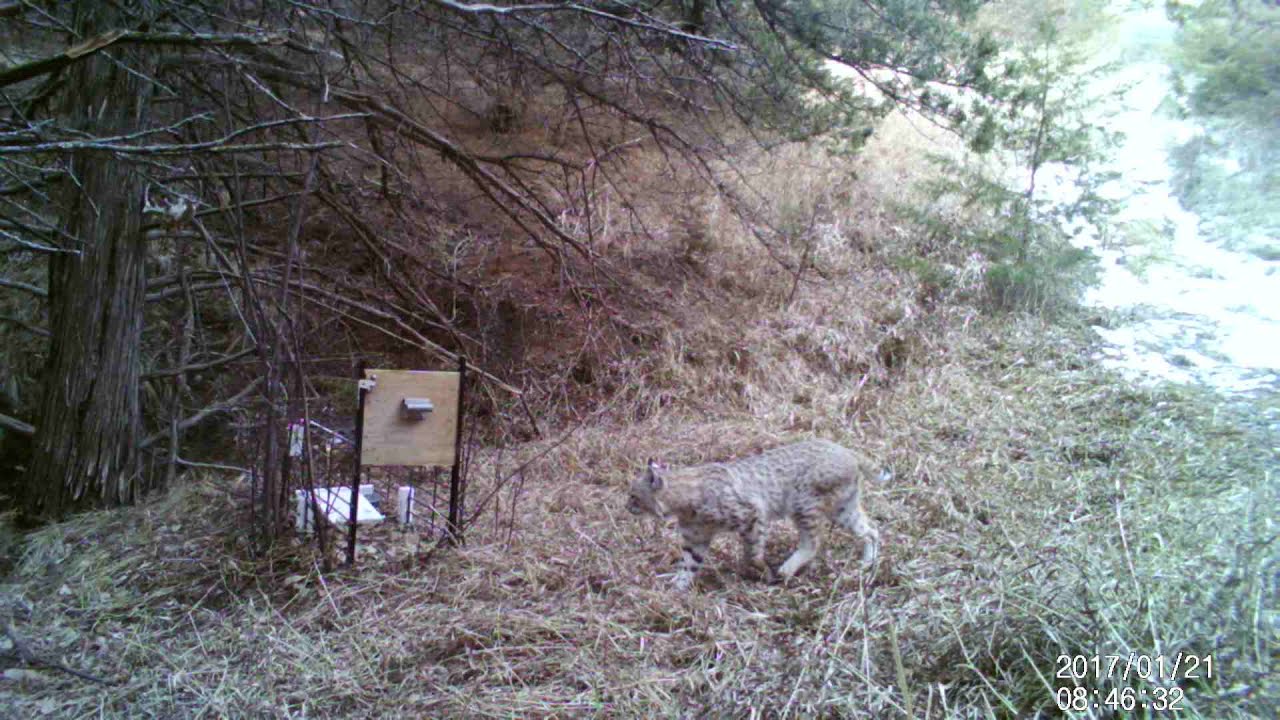 HUGE BOBCAT APPROACHES LIVE TRAP