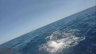 2022 Bisbee's East Cape Offshore | El Suertudo | Sailfish