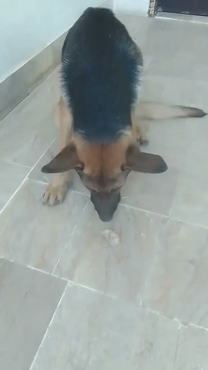 2-german-shepherd-dog-eat-boiled-chicken-doglover-dog-youtube
