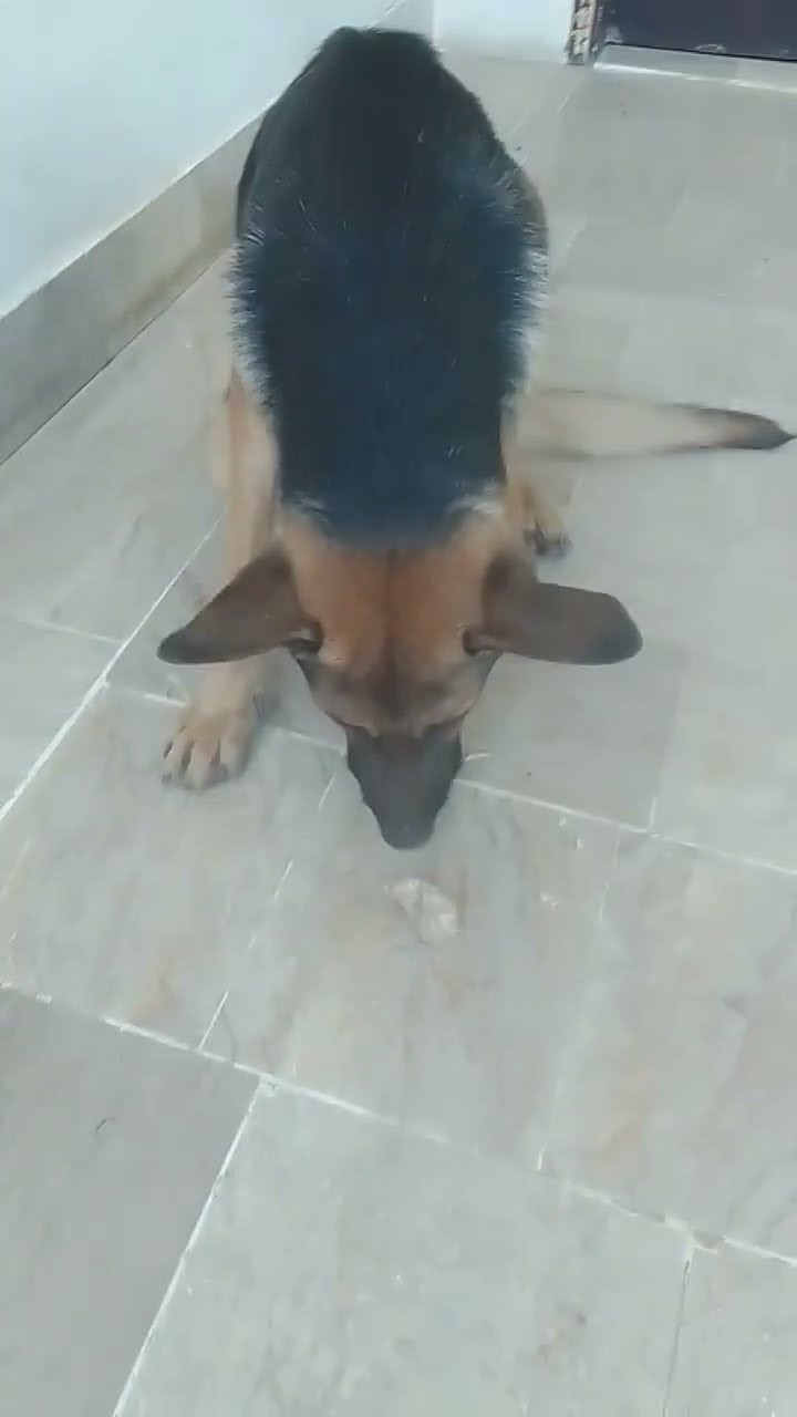 2 German Shepherd Dog Eat Boiled Chicken doglover dog YouTube 2 German Shepherd Dog Eat Boiled Chicken doglover dog YouTube
