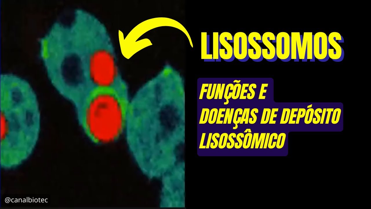 Estrutura e Funções dos LISOSSOMOS | Doenças de Depósito Lisossômico