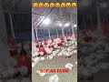 BOILAR FARM ###POLTRE