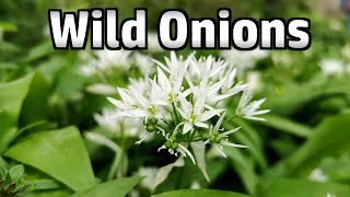 Wild (and Naturalised) Onion/garlic Species in the UK (Plus Cheese & Onion Flaky Pastry Pies)