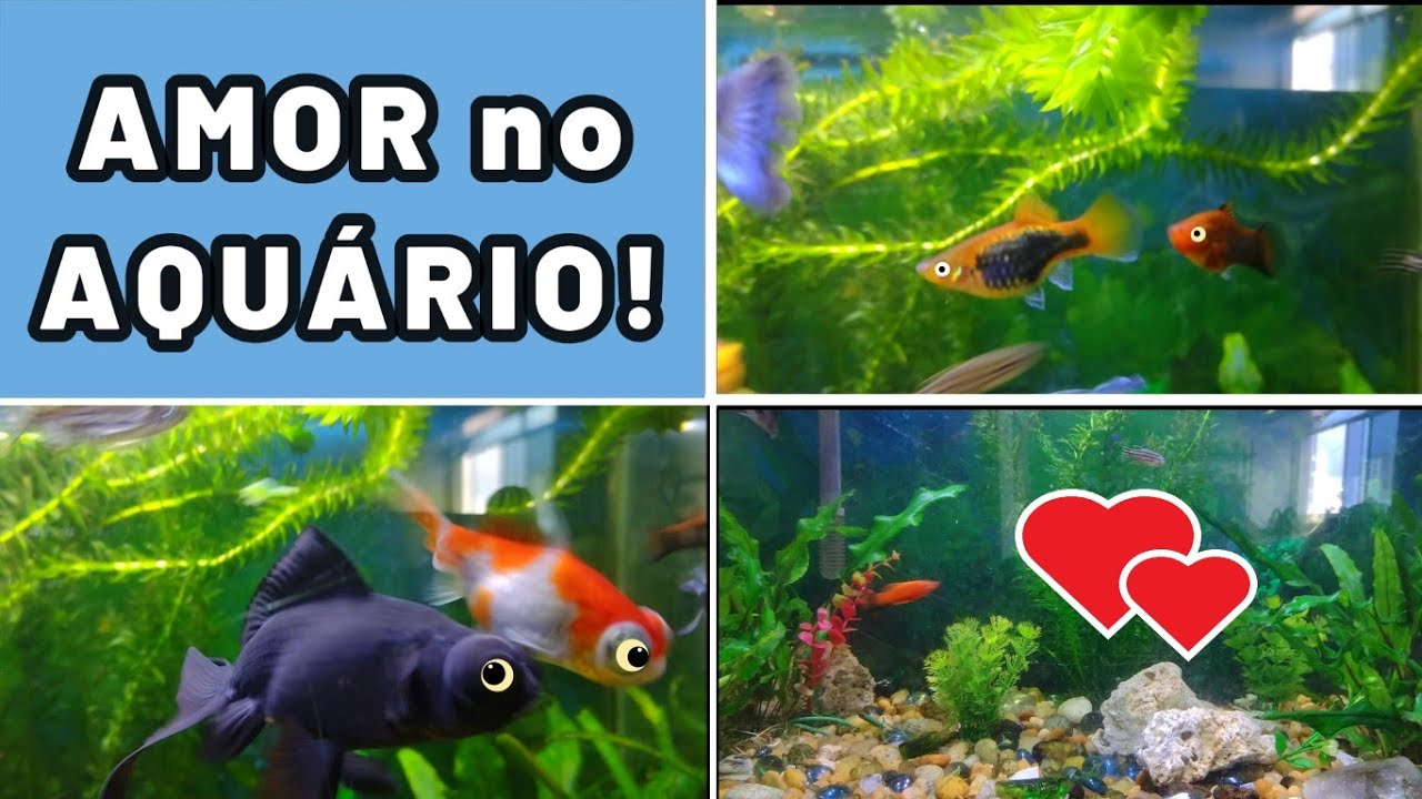 Peixes no aquário - Diferenciação sexual e Amor! #aquarismo # ...