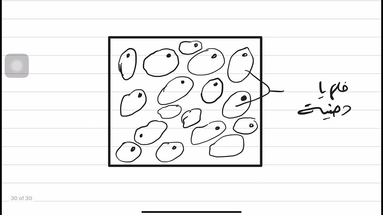 تعليم رسم | خطوات رسم النسيج الضام الشحمي والشبكي.