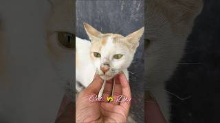 Cat vs Dog 😳 Funny Moment 😽🐶