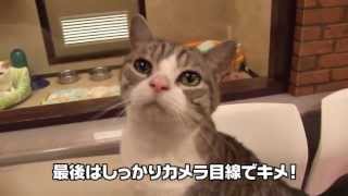 ねこぶくろ紹介動画 ～わんぱく猫ちゃん編～