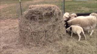 How to make a round bale hay feeder (CHEAP) I show a very cheap way to make a hay feeder for your big round bales.