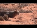 African Wildcat Hunting, Kgalagadi, South Africa