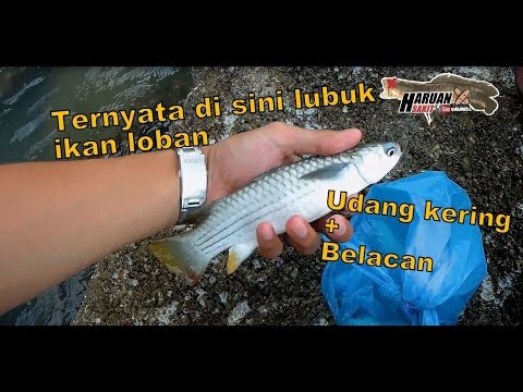 Video: Cara Memenangi Kejohanan Memancing Di Rusia