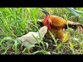 こら!茂みの中でひよこに何してるんやぁぁー!!【ひよこ飼育】 117話目