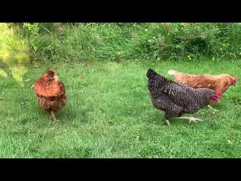 Video: Fressen Hühner Mäuse?