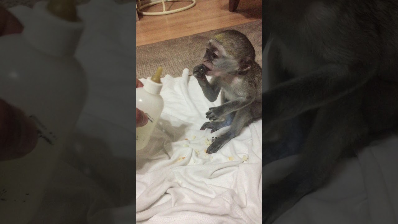 Bebek Maymun akşam yemeği ) YouTube