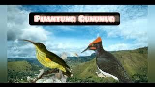 Pelatuk Sampit VS Pijatung Gunung || Masteran Burung Juara