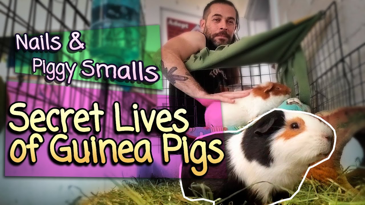 Secret Lives Of Guinea Pigs Nails & Piggy Smalls YouTube