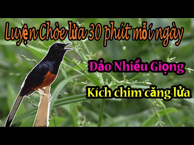 Luyện giọng chích chòe lửa hót giọng rừng - Murai Batu Juara Durasi Panjang Gacor Untuk Masteran #33 class=