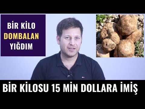 Video: Enoki göbələklərini necə yetişdirmək olar: Enoki göbələklərini yetişdirmək və yemək