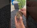 Repotting my Marigold flower | Marigold plant | Home Gardening | Marigold flower.