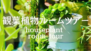 【観葉植物】春のルームツアー