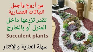 نباتات عصاريه داخليه وخارجيه/Succulent plants/نباتات الزينة/نباتات زينه/نباتات سهلة العناية