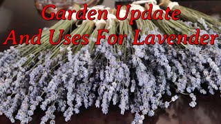 Garden Update and Some Uses For Lavender