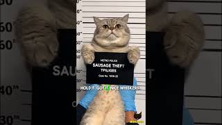Sausage Thief Cat Gets Caught 😹🚨 | Funniest Police Mugshot Ever 🐾