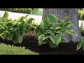 Seducer Hosta--wonderful color and texture for the shade!