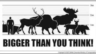 Best calibers for deer, elk, moose, black bear.