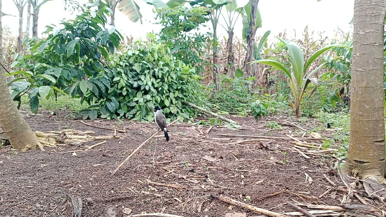 Suara Pancingan Kutilang Muda!!Kutilang Gacor  Untuk Memanggil Kutilang Hutan