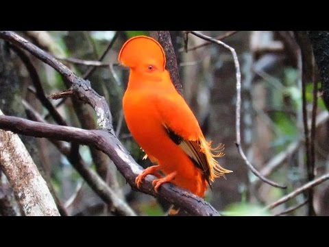 Galo-da-serra - Lek * Guianan Cock-of-the-rock - Lek 🐦🎥