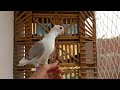 كم معلومه عن نش الحمام اتعلم ازاي تنش 