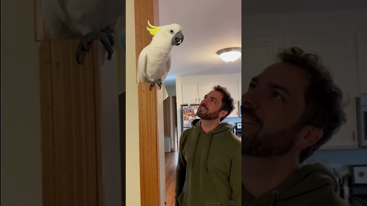 Не копируй меня, братан.