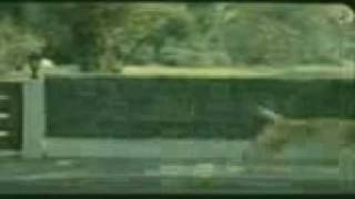 Cateaua Prinsa In Futai