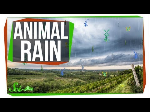 Video: A plouat broaște?